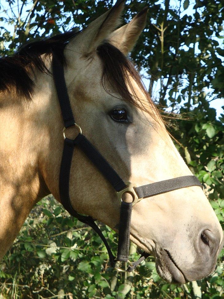 Anden særlig race Camino billede 1