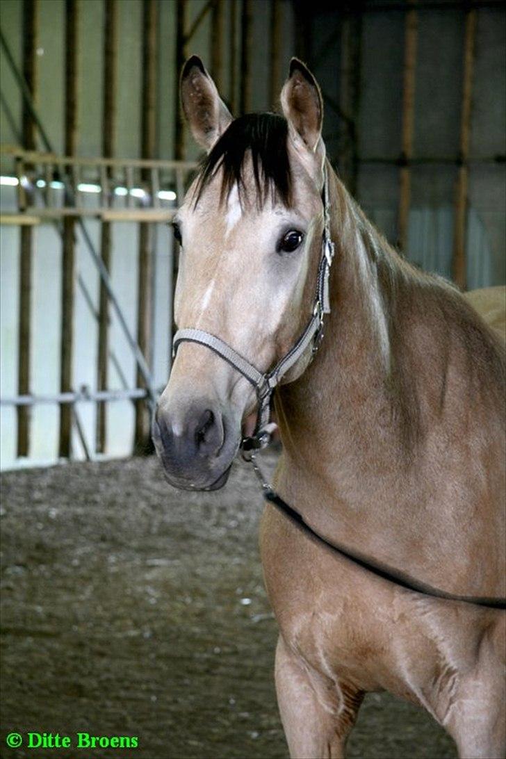 Anden særlig race Camino billede 2