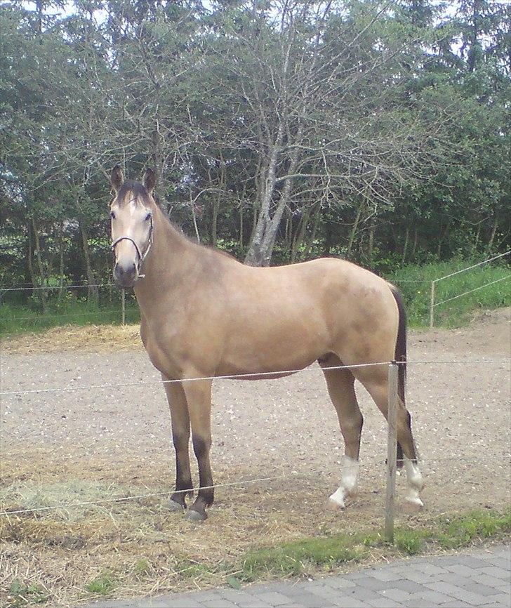 Anden særlig race Camino billede 3