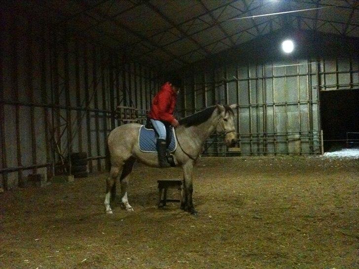 Anden særlig race Camino - Første gang jeg er på ryggen af Camino :-D billede 6