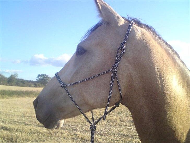 Anden særlig race Camino - På gåtur :-) billede 7