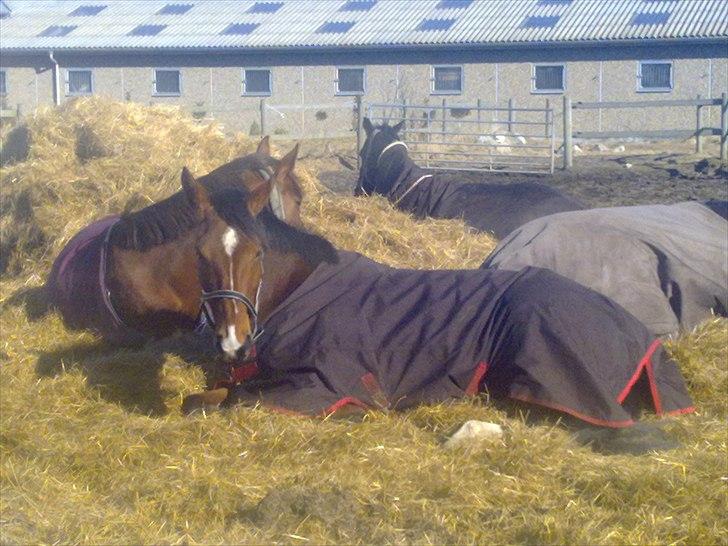 Oldenborg Tonya Adoa - Hygge med veninderne. billede 2