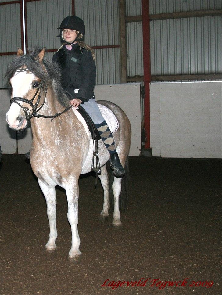 Welsh Pony (sec B) Teggi (SOLGT) - jeg er så skøm det synes mor ihvertfald jeg er billede 9