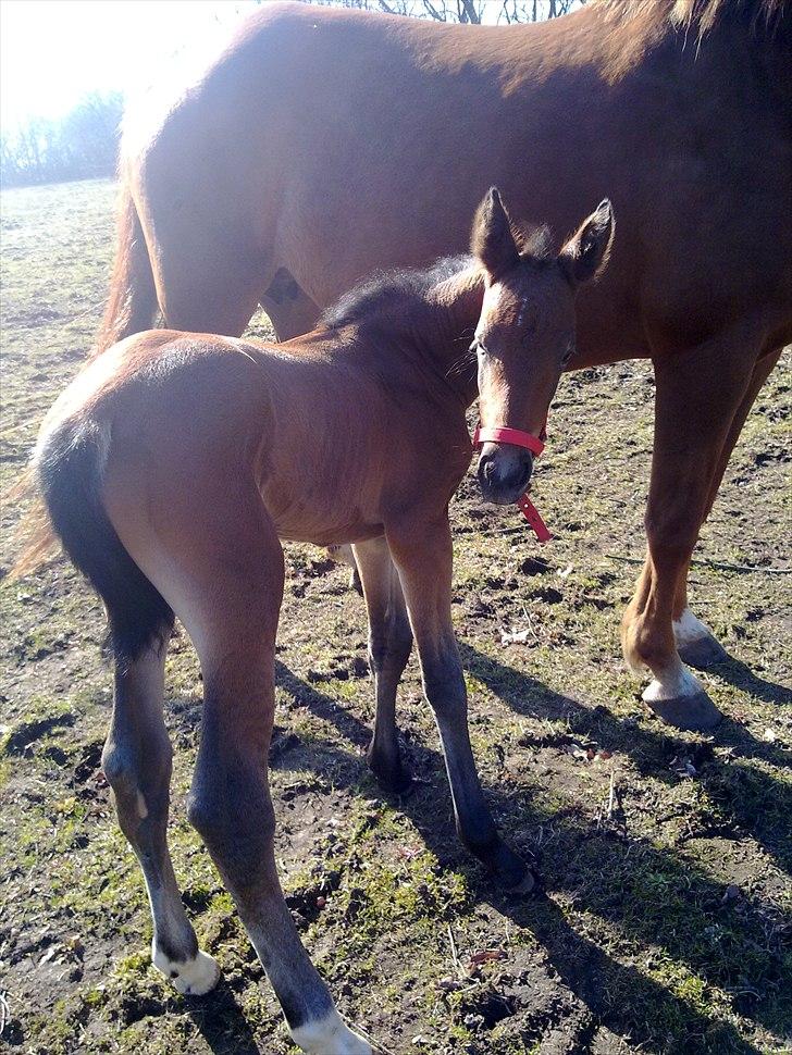 Oldenborg Stald Amour´s Jacuzzi - 11 timer gammel billede 8