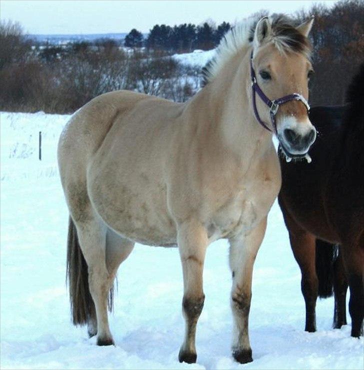 Fjordhest Silja<3 - Silje Thorslunde ¤My Soulmate¤ - Velkommen til den smukke Siljas profil<3 billede 1