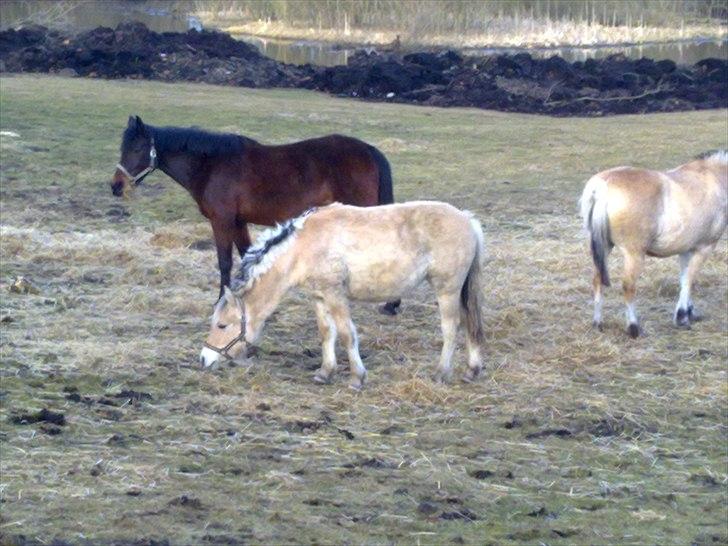 Fjordhest Stald Kiels Poesi * Solgt* billede 16