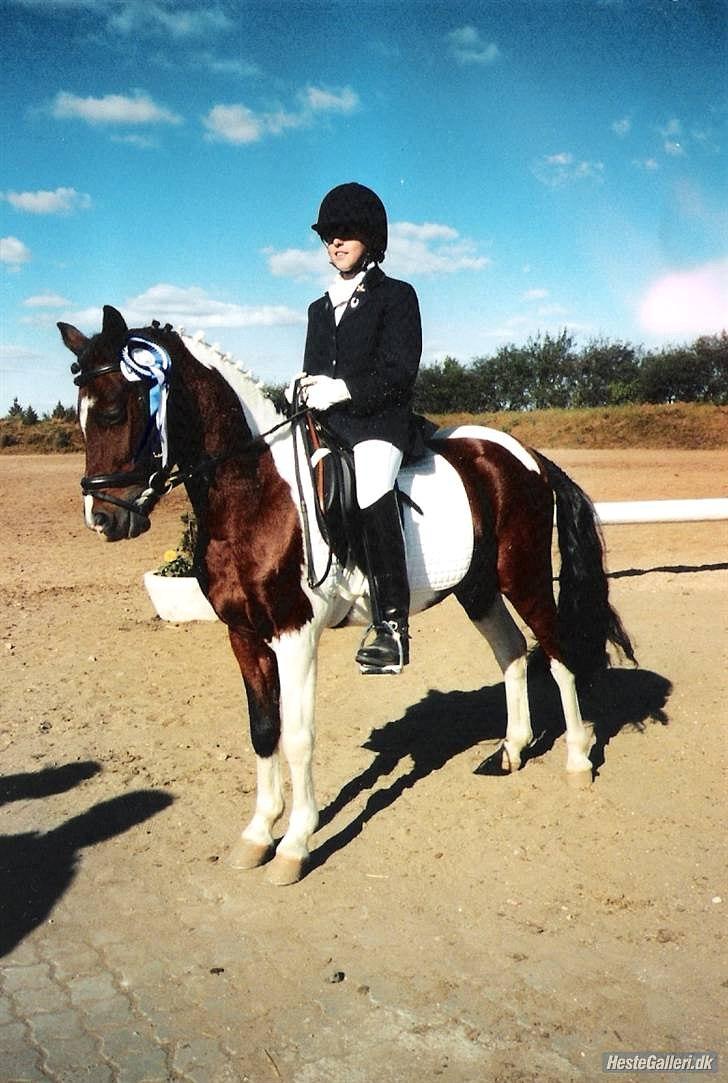 Pinto Spotty Cassiopeia B-pony billede 10