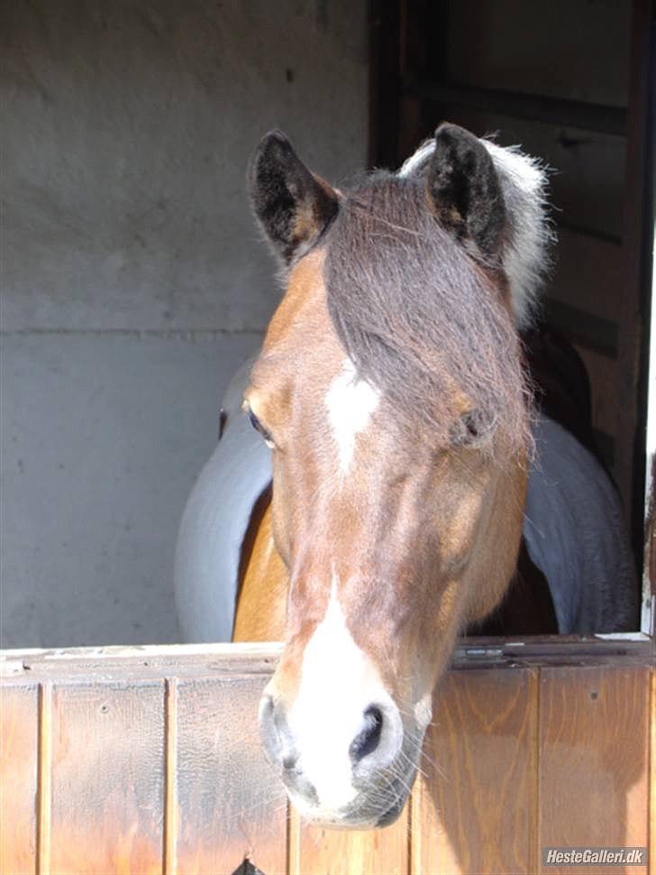 Pinto Spotty Cassiopeia B-pony billede 11