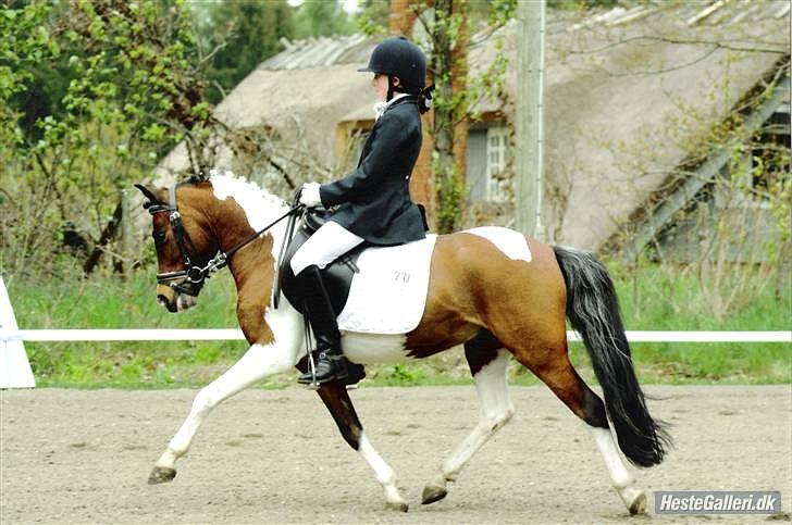 Pinto Spotty Cassiopeia B-pony billede 12