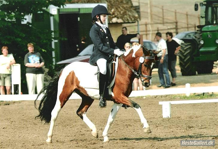 Pinto Spotty Cassiopeia B-pony billede 13