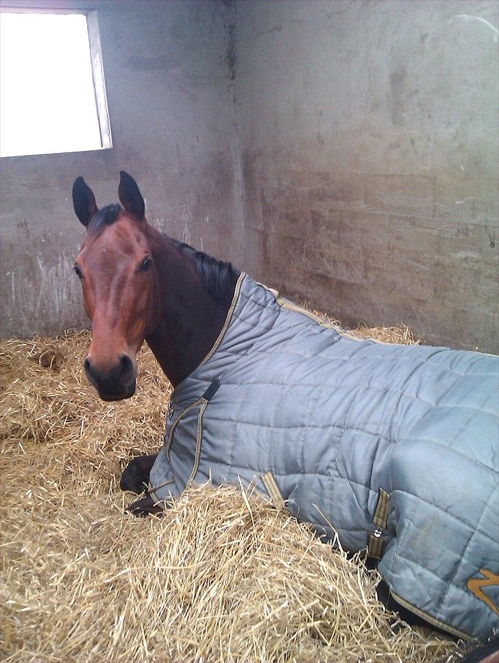 Dansk Varmblod Lacotte billede 4