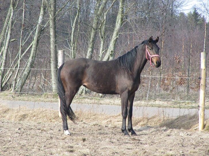 Dansk Varmblod Pindborgens Bianca - solgt billede 12