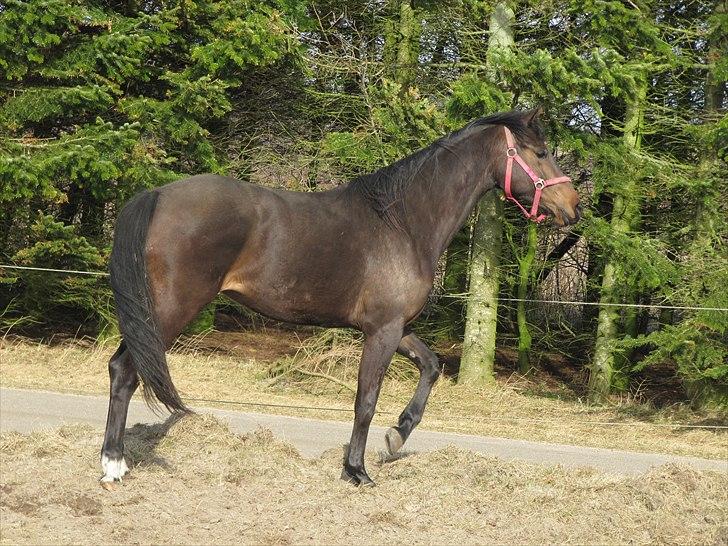 Dansk Varmblod Pindborgens Bianca - solgt - 1år gammel og en flot pige billede 13