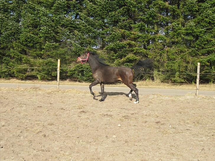 Dansk Varmblod Pindborgens Bianca - solgt billede 14