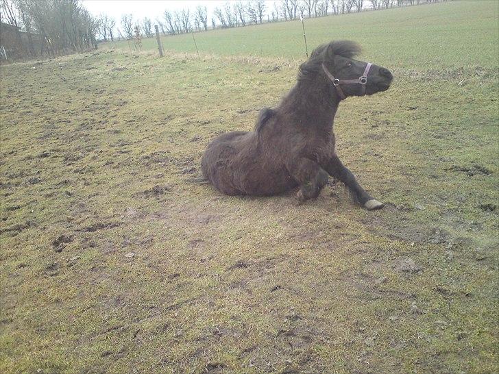 Anden særlig race lady billede 16