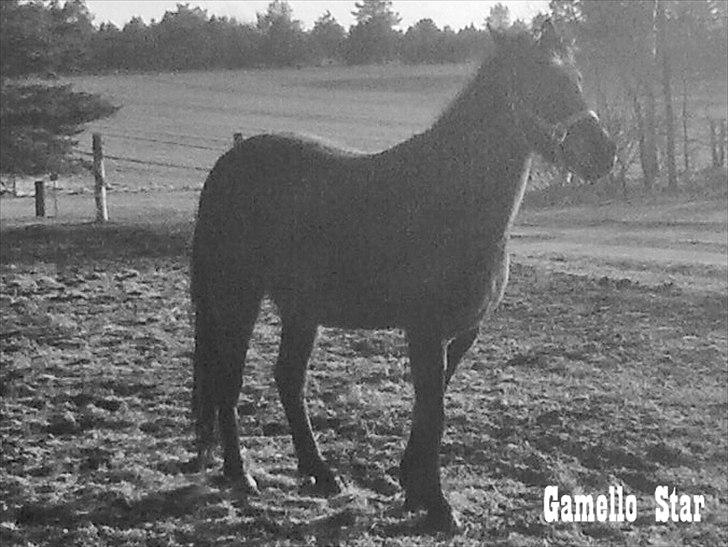 Anden særlig race Gamello Star***  billede 9