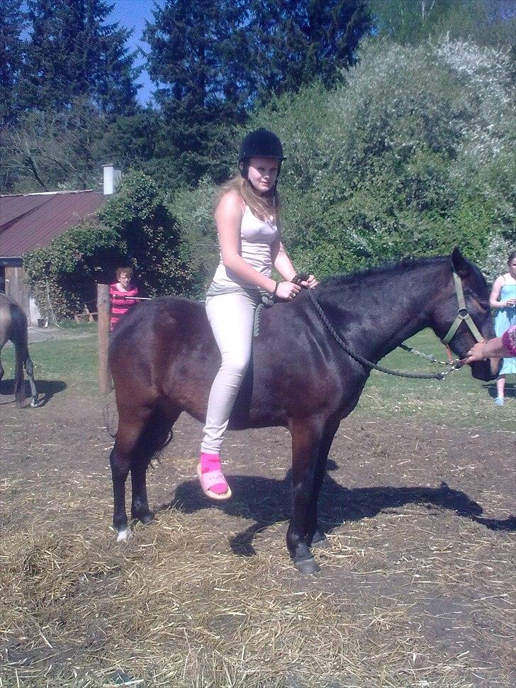 Anden særlig race Gamello Star***  billede 10