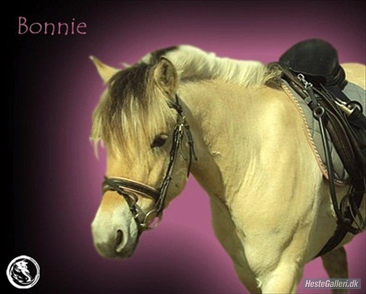 Fjordhest Bonnie (Solgt) - Velkommen til Bonnie´s profil billede 1