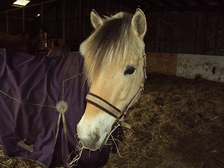 Fjordhest Bonnie (Solgt) billede 6