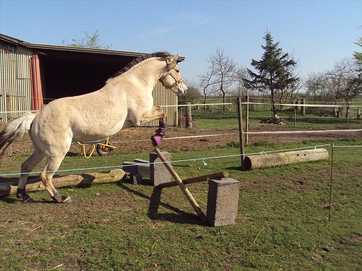 Fjordhest Bonnie (Solgt) billede 14