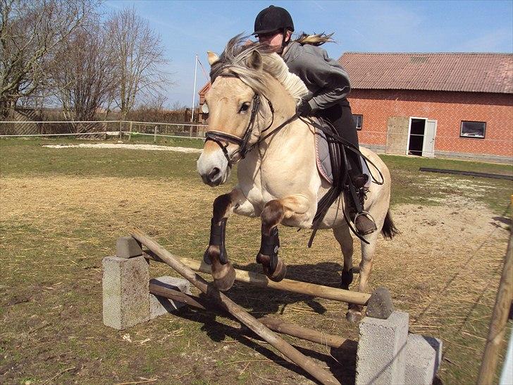 Fjordhest Bonnie (Solgt) - Ja ja hun har skam talent. billede 16
