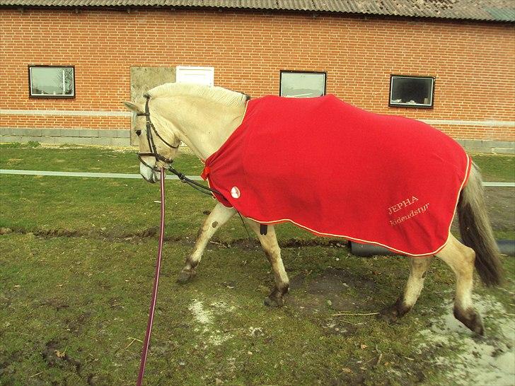 Fjordhest Bonnie (Solgt) billede 10