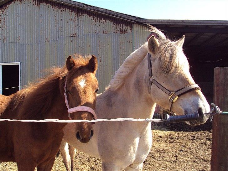 Fjordhest Bonnie (Solgt) - Mine to dejlige tøser billede 5
