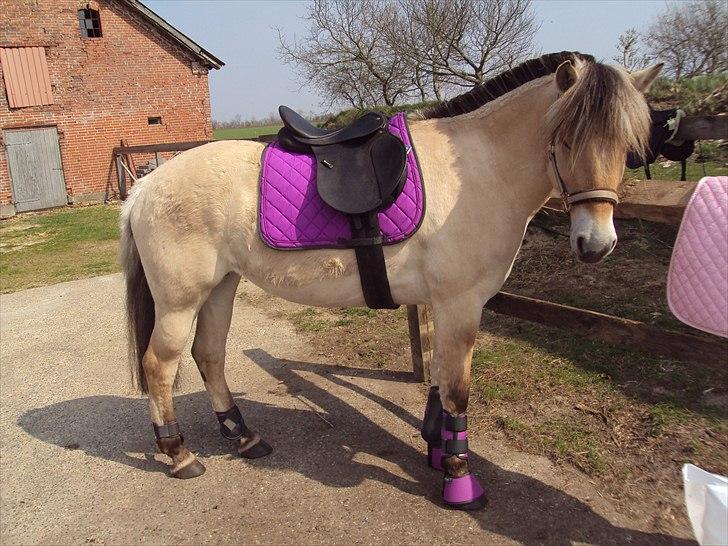 Fjordhest Bonnie (Solgt) - Bonnie med ny sadel, underlag, gamacher og klokker billede 9