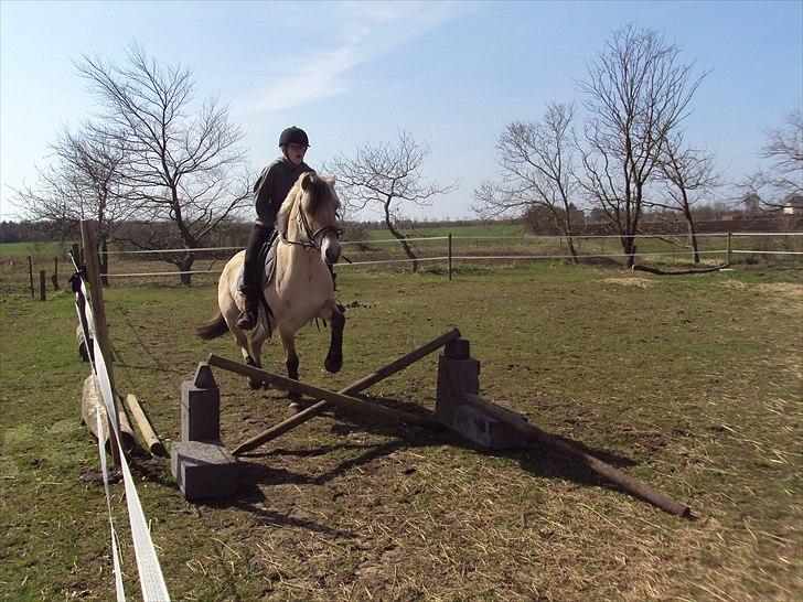 Fjordhest Bonnie (Solgt) billede 17