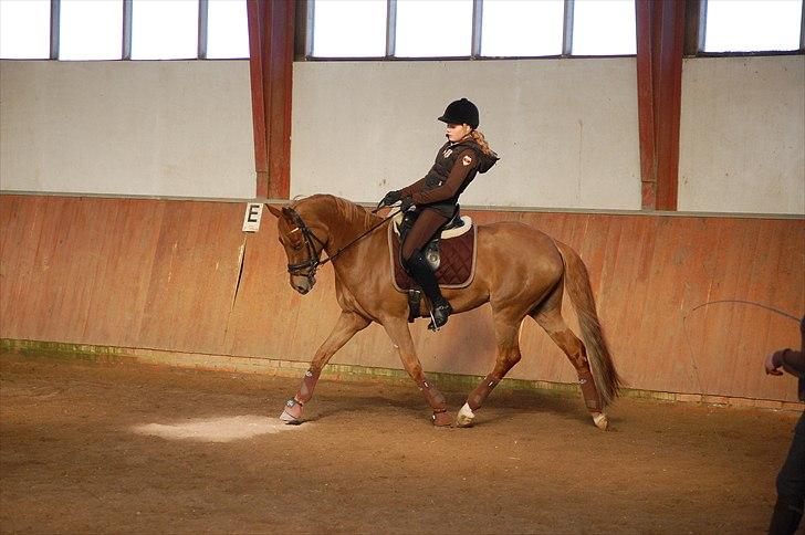 Tysk Sportspony Coccolina De Luxe billede 4