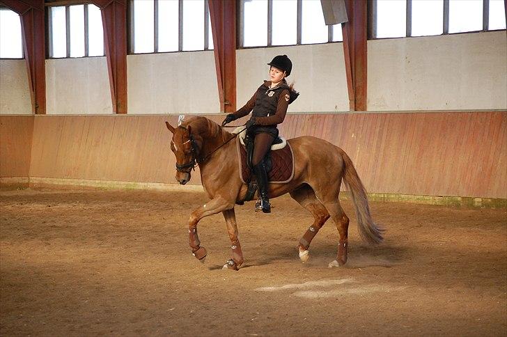 Tysk Sportspony Coccolina De Luxe billede 6