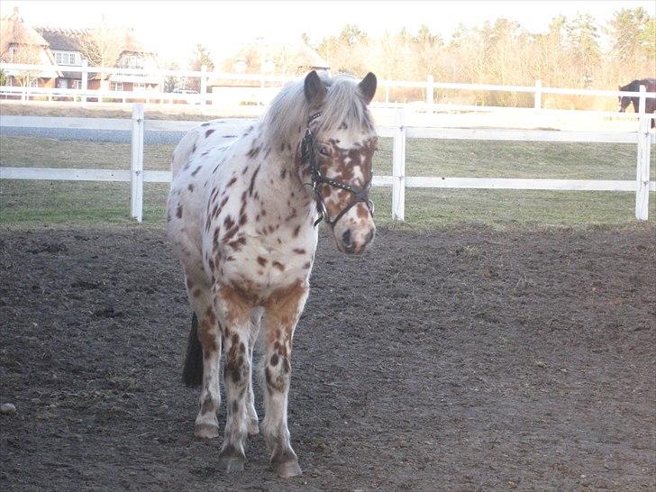 Knabstrupper Murphy *Min basse* <3 billede 10