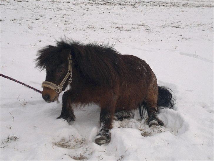 Shetlænder Tarzan (R.I.P)<3 billede 2