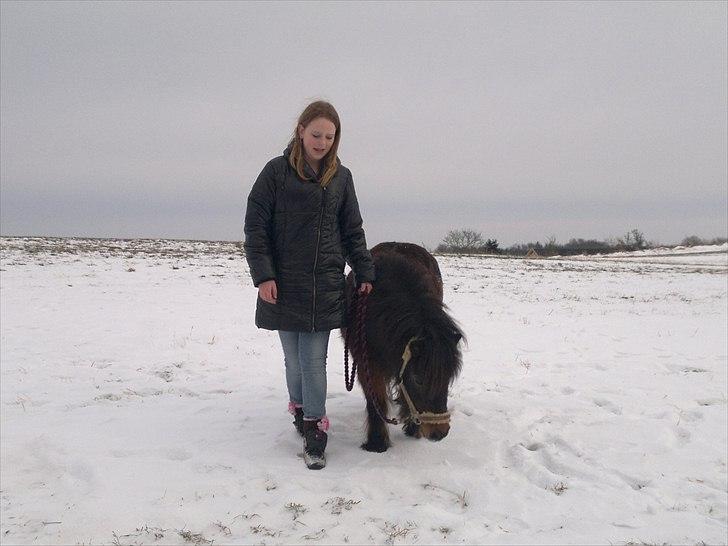 Shetlænder Tarzan (R.I.P)<3 billede 3