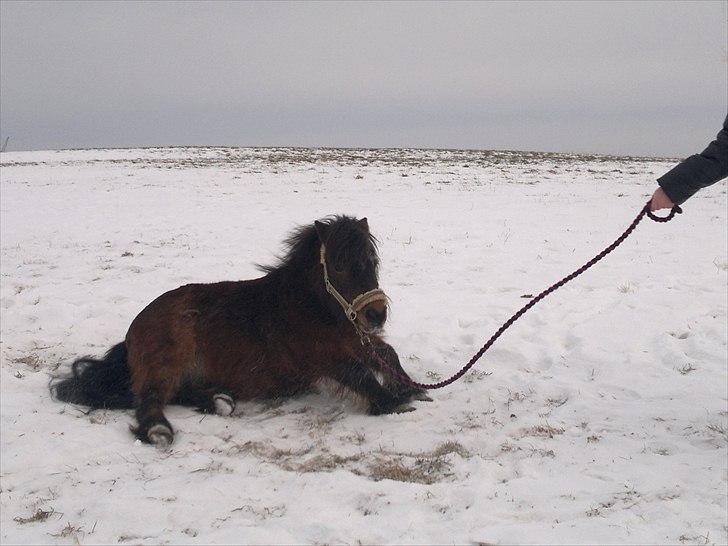 Shetlænder Tarzan (R.I.P)<3 billede 4