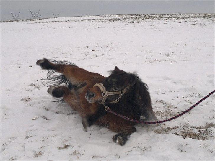 Shetlænder Tarzan (R.I.P)<3 billede 5