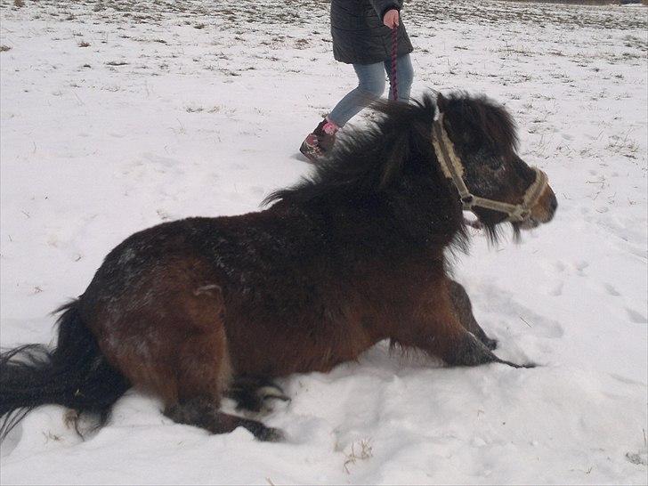 Shetlænder Tarzan (R.I.P)<3 billede 6