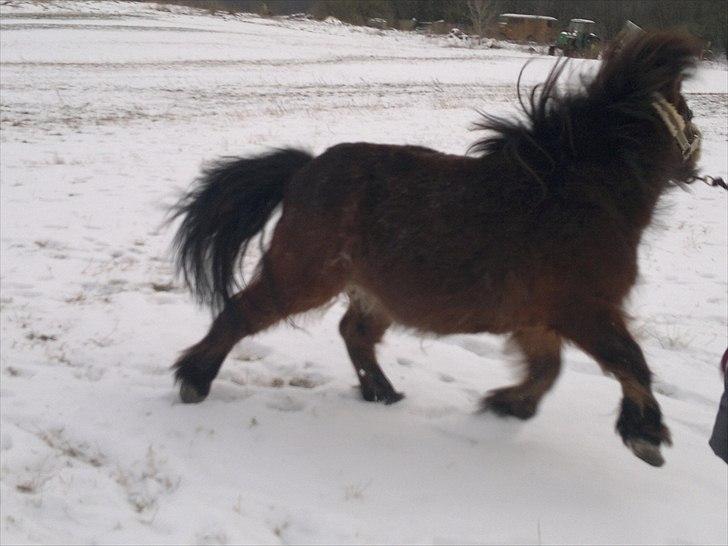 Shetlænder Tarzan (R.I.P)<3 billede 7