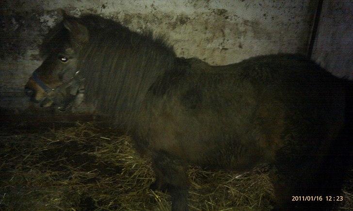 Shetlænder Tarzan (R.I.P)<3 billede 8