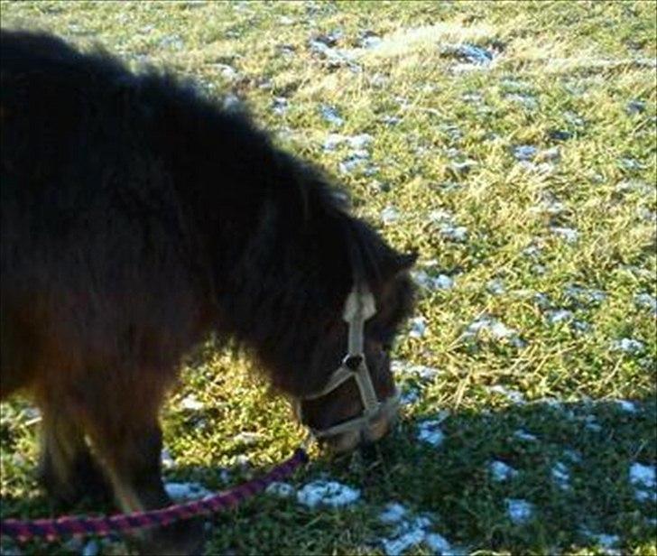 Shetlænder Tarzan (R.I.P)<3 billede 9