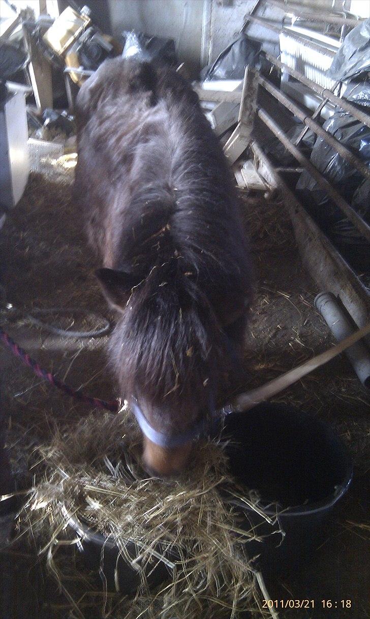 Shetlænder Tarzan (R.I.P)<3 billede 10