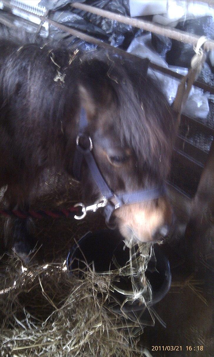 Shetlænder Tarzan (R.I.P)<3 billede 11