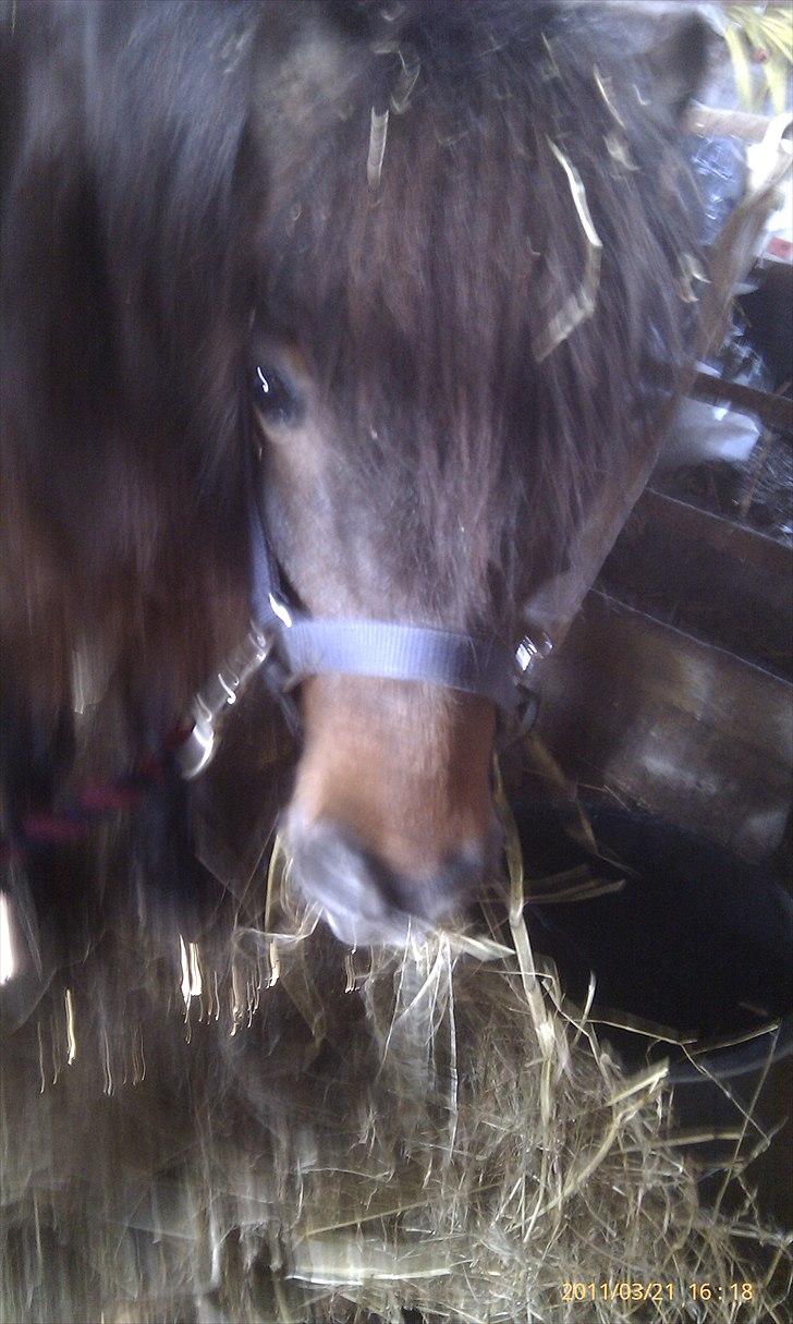 Shetlænder Tarzan (R.I.P)<3 billede 12