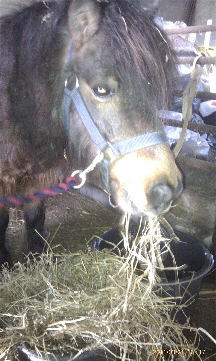 Shetlænder Tarzan (R.I.P)<3 billede 13