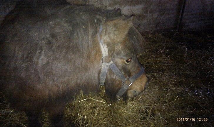 Shetlænder Tarzan (R.I.P)<3 billede 14