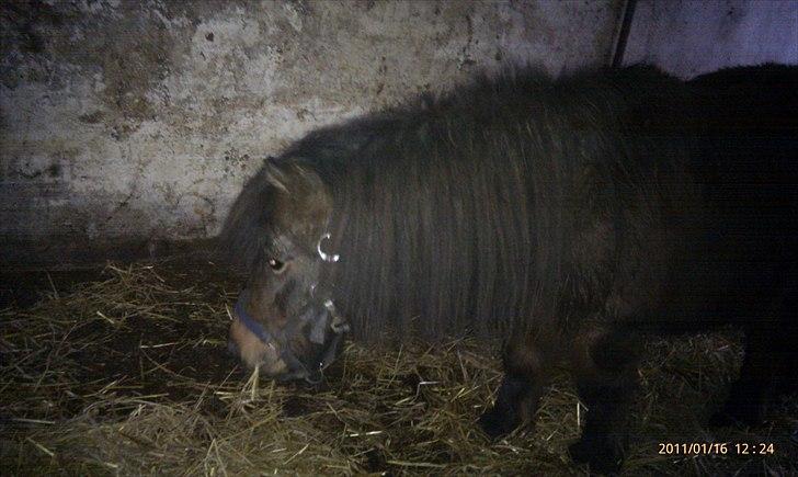 Shetlænder Tarzan (R.I.P)<3 billede 16