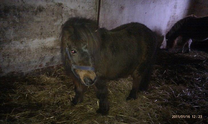 Shetlænder Tarzan (R.I.P)<3 billede 17