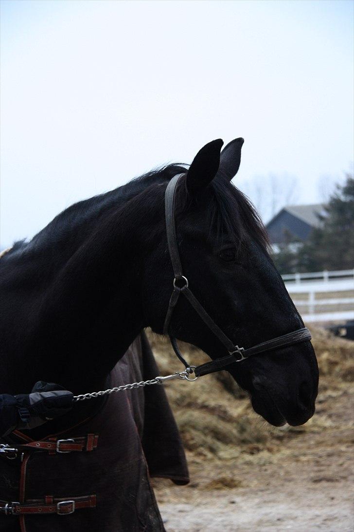 Anden særlig race Donhill  ( x-Part :'( ) - Smukke Donhill.. A dream comes true! <3 [ foto: Katrine Thomasen(Mig) ] billede 20