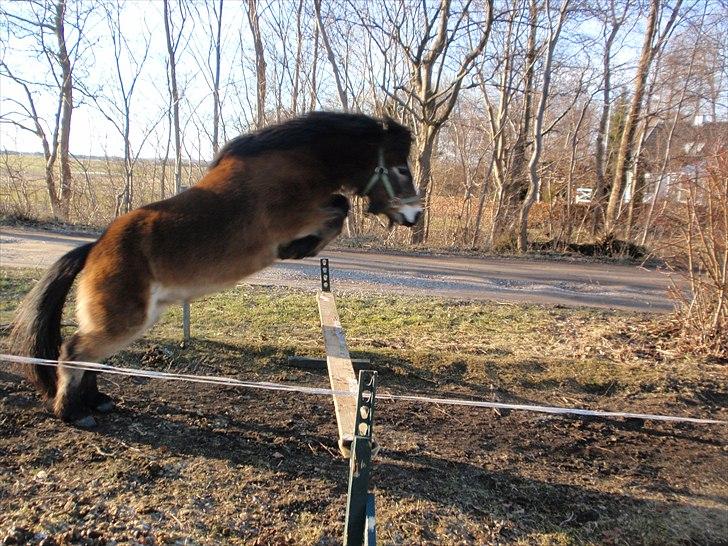 Anden særlig race Sofus billede 7