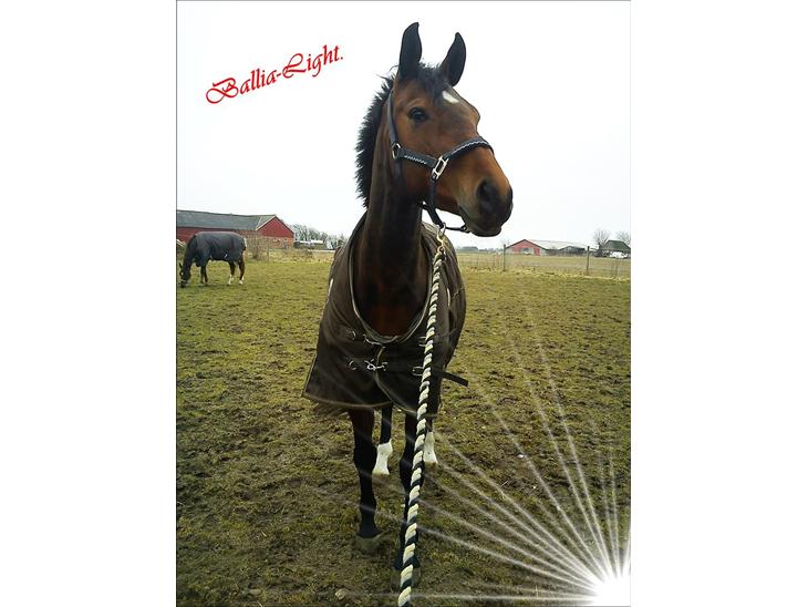 {{currentPhoto.altText}} billede {{currentPhoto.number}}